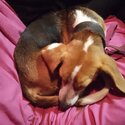 Beagle for good home -3