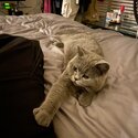 British shorthair kitten -5