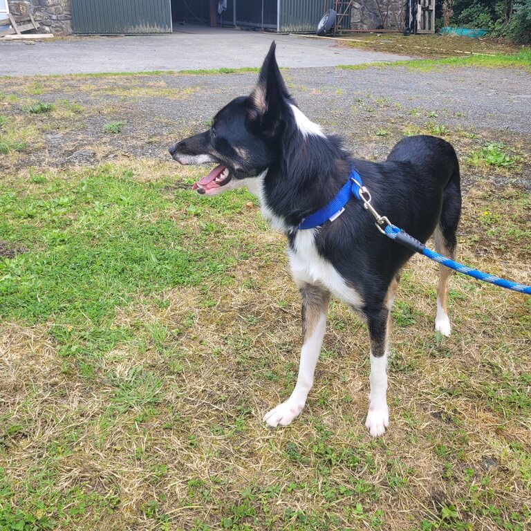 Border Collie 