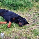 Purebred Doberman puppies for sale-4