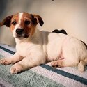 Gorgeous 8 weeks old Jack Russell x Collie-2