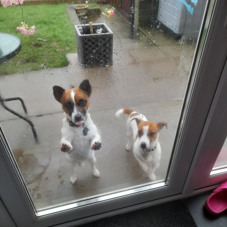 Jack russell dogs