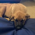 Mix breed German Shepard and boxer puppy -2