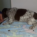 German shorthaird pointer pups for sale