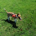 Lovely cross whippet/ terrier dog -5