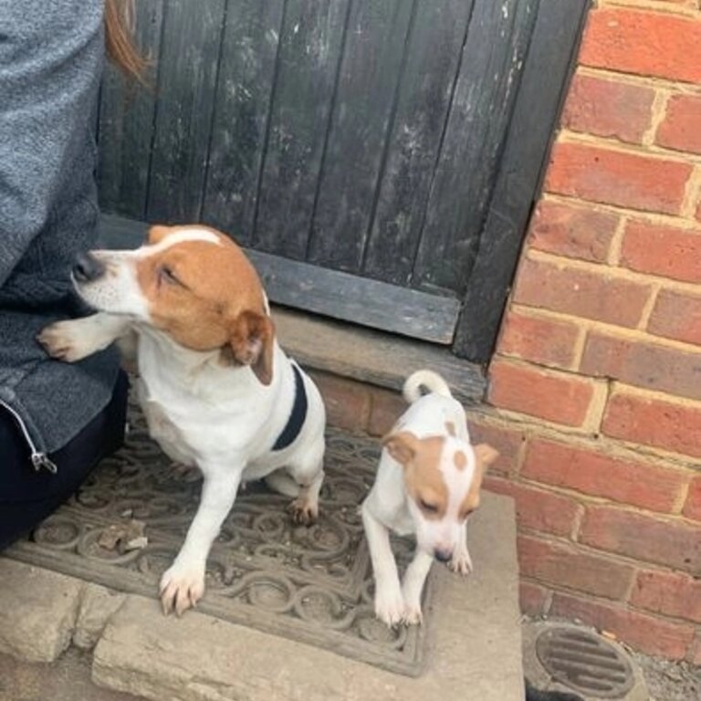 Ruby and Roxy, 2 Female Jack Russell puppies for sale