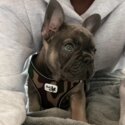 French Bulldog for sale -0