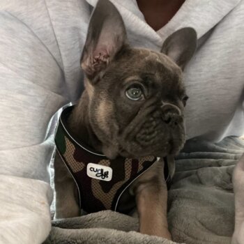 French Bulldog for sale 