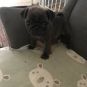 Pure bred pug femal puppy -1