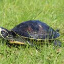 Yellow bellied slider turtle. Free to good home-0