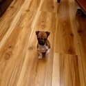 Jack Russell pup-4