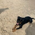 Rottweiler for sale-1