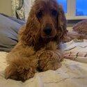 I am looking for a good home for my 8 month cocker spaniel -1