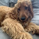 I am looking for a good home for my 8 month cocker spaniel -2