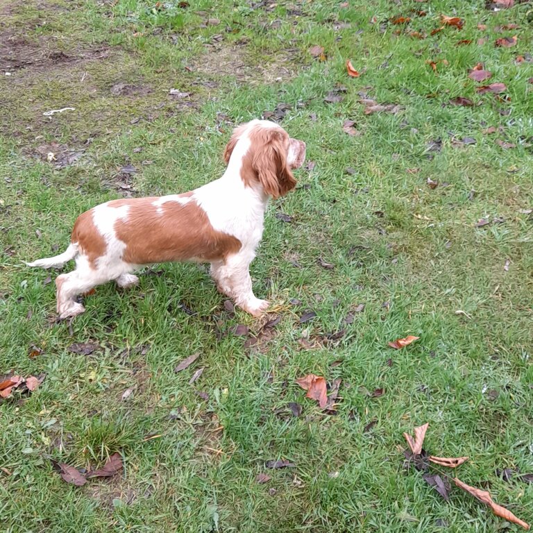 Beautiful cocker bitch pup