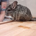 2 baby chinchillas -0