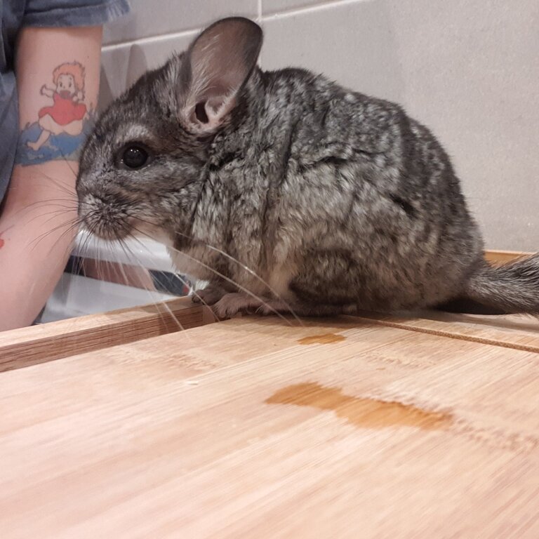 2 baby chinchillas 