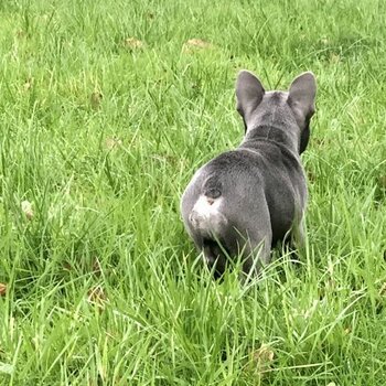 French bulldog puppy