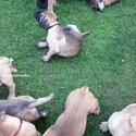 Stunning Bullmastiff pups-5