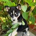 POMSKY BLUE EYES-3