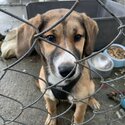 Baverian Mountain Scent Hound cross with Siberian Husky-1