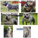 American pocket bully -1