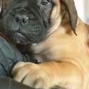 Stunning Bullmastiff pups