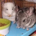 chinchillas-5