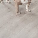 British bulldog for sale -3