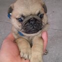 pug puppies -0