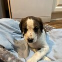 Jack Russel pup looking for a new home ASAP-1