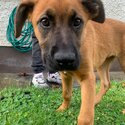 Mix breed German Shepard and boxer puppy -1