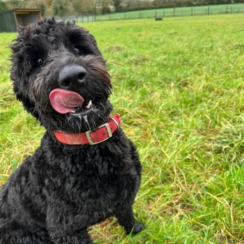 Gentle calm loving Goldendoodle 