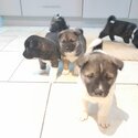 Beautiful American Akita Pups-2