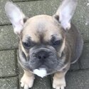 French Bulldog Puppies-1