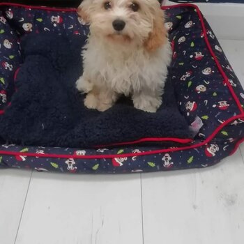 Cavachon male pup