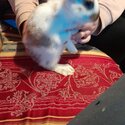 Baby rabbits -1