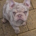 French bulldogs -2