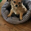 Male Teacup Chihuahua-1