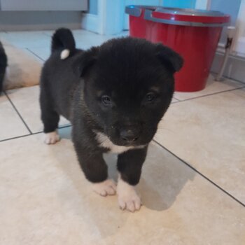 Beautiful American Akita Pups