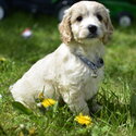 Golden female Cockapoo-2