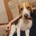 Beagle for good home -0