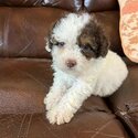 Cute Poodle Puppies for Adoption-3