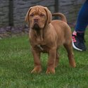 Dogue de Bordeaux puppies-1