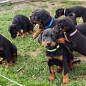 Purebred Doberman puppies for sale-2