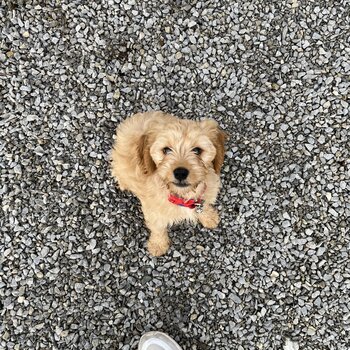 Cockapoo looking for new home