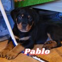 Rottweiler puppies for sale-5