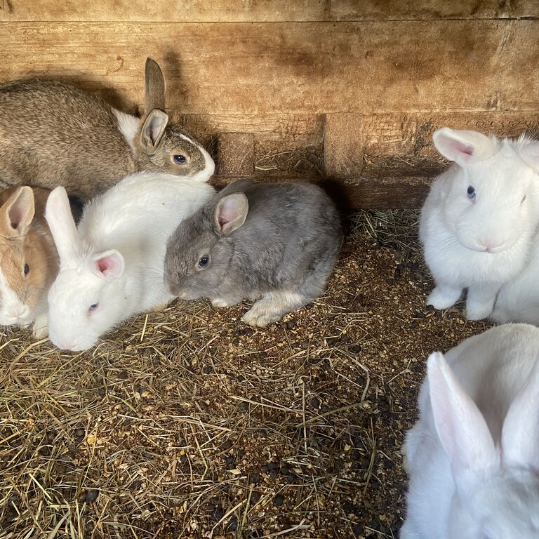 Rabbits for sale