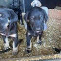 6 Stunning Labrador/ Golden Retriever Pups-2