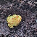 South American Horned Frog -4